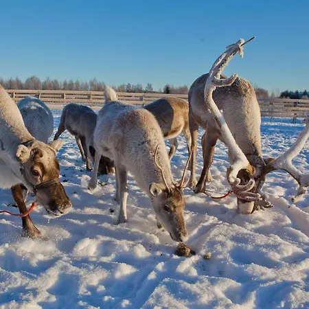 Laukkala Cottages Reindeers & Husky בית נופש Haapalahti